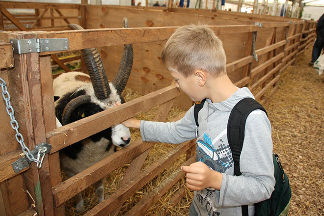 ein grosser Schafsbock