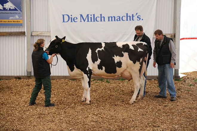 Milchleistung 14 Liter