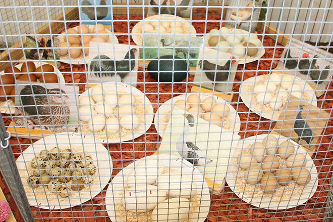 viele Eier viele Sorten